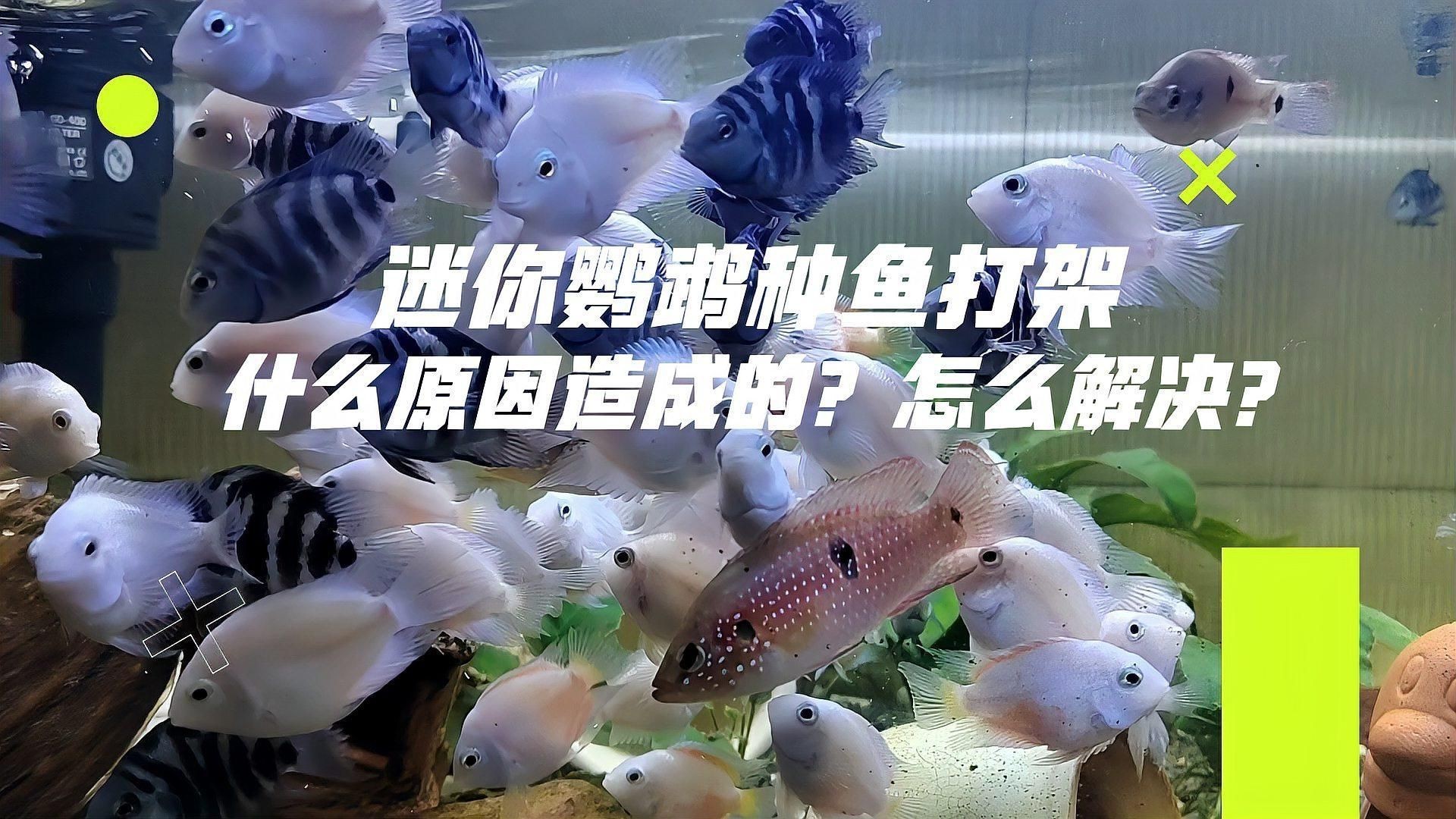 迷你鸚鵡魚一只總追另一只|迷你鸚鵡魚出現追逐行為怎么辦 迷你鸚鵡魚一只總追另一只|迷你鸚鵡魚出現追逐行為怎么辦 龍魚百科 第6張