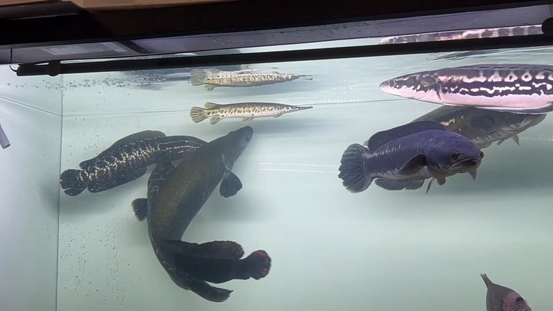 黑魚打得過雷龍魚嗎|國產(chǎn)蟒紋雷龍和大鉛筆魚誰更兇猛