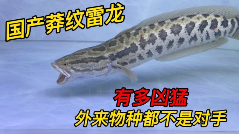 黑魚打得過雷龍魚嗎|國產(chǎn)蟒紋雷龍和大鉛筆魚誰更兇猛