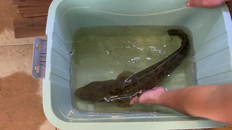 黑魚打得過雷龍魚嗎|國產(chǎn)蟒紋雷龍和大鉛筆魚誰更兇猛