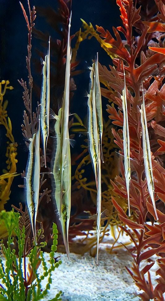 刀片魚介紹|傳說中的倒立姿態——刀片魚 刀片魚介紹|傳說中的倒立姿態——刀片魚 龍魚論壇 第3張