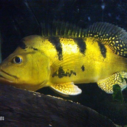 金老虎魚是巴西亞魚嗎|如何區分金老虎魚和巴西亞魚