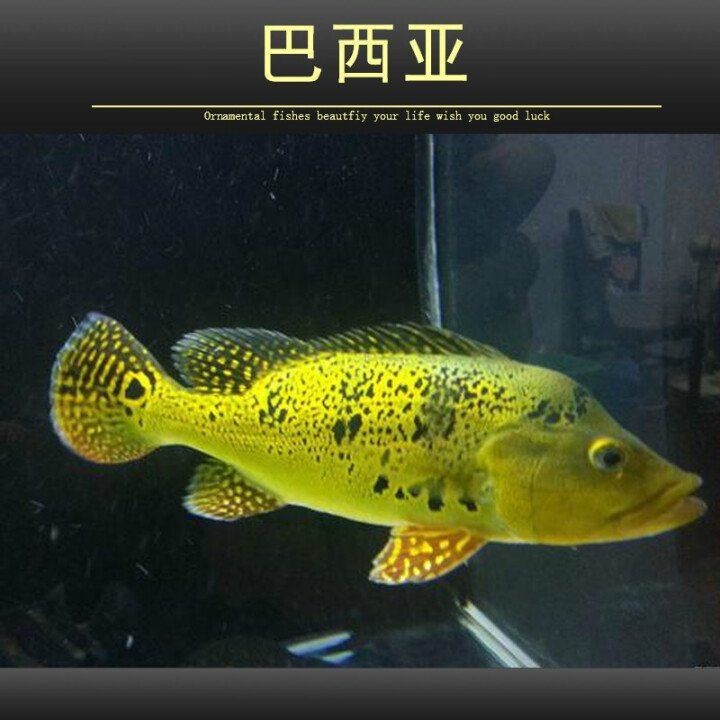 金老虎魚是巴西亞魚嗎|如何區分金老虎魚和巴西亞魚