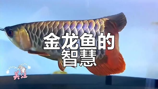 如何快速讓金龍魚認主|如何讓觀賞魚認主人像狗狗一樣聽話