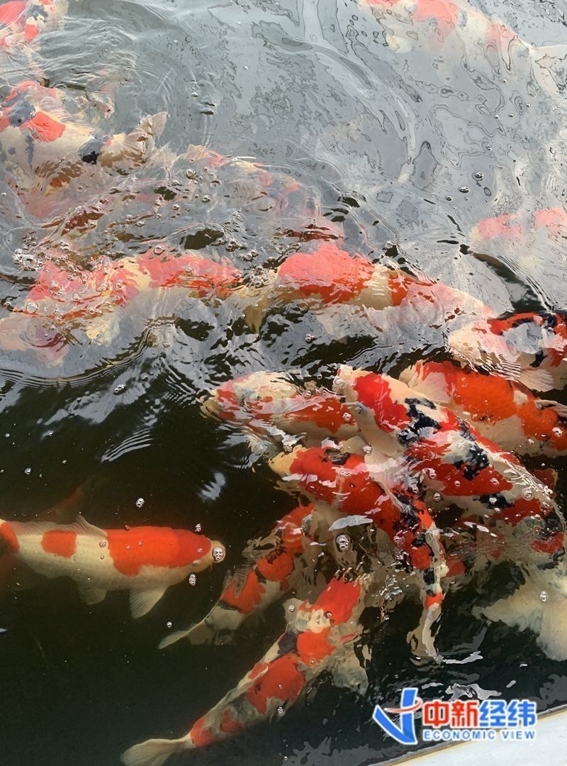 辛集龍魚店|辛集市有哪些龍魚店喵鯊豆花魚火鍋的詳細(xì)地址 辛集龍魚店|辛集市有哪些龍魚店喵鯊豆花魚火鍋的詳細(xì)地址 全國(guó)水族館企業(yè)名錄 第4張