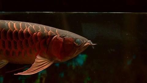 馬來西亞紅龍魚能紅嗎|帝龍阿輝 馬來西亞紅龍魚能紅嗎|帝龍阿輝 龍魚百科 第6張