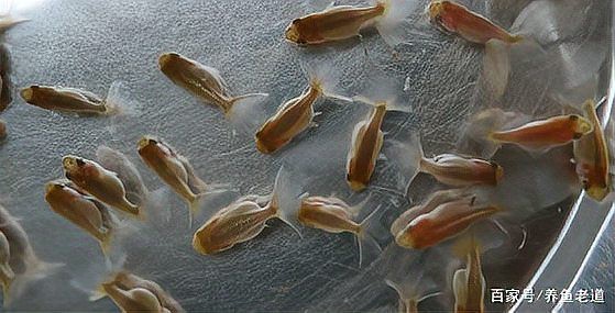 金魚1～12個月成長圖|金魚1-12個月成長變化的詳細分析