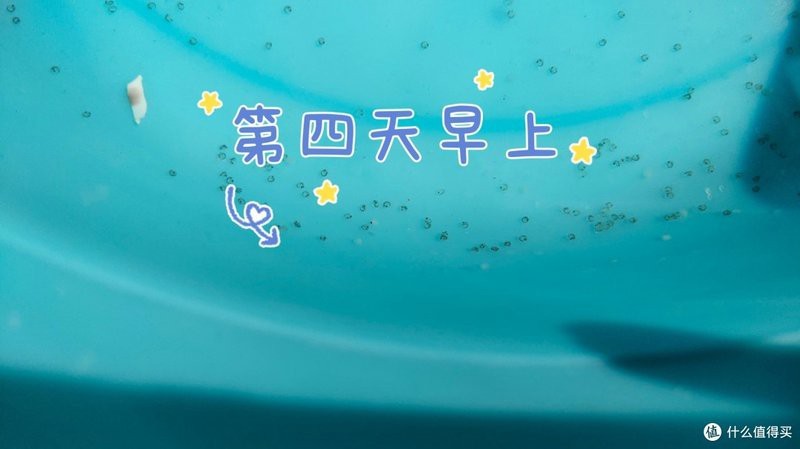 金魚1～12個月成長圖|金魚1-12個月成長變化的詳細分析