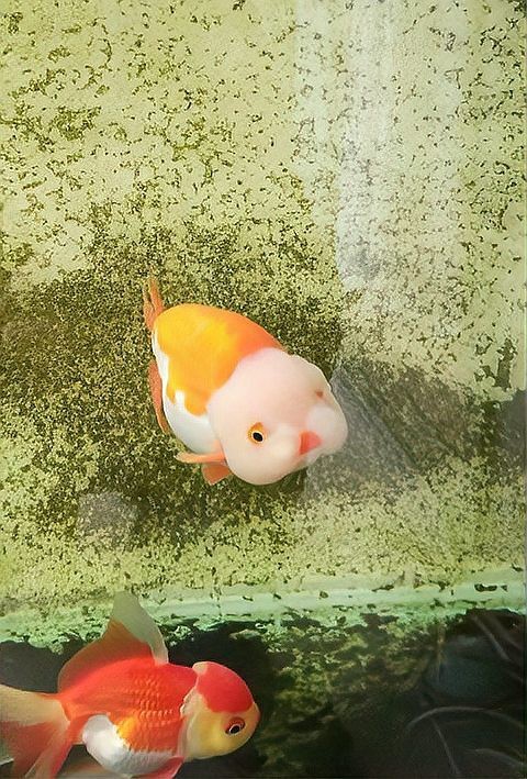 金魚1～12個月成長圖|金魚1-12個月成長變化的詳細分析