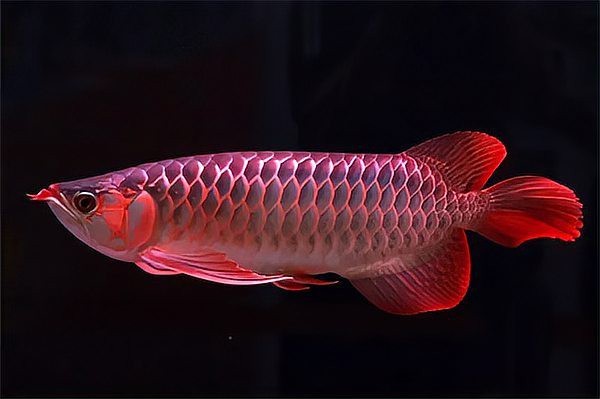 龍魚沉尾后多久會(huì)自愈？|如何讓龍魚擺脫沉尾困擾 龍魚沉尾后多久會(huì)自愈？|如何讓龍魚擺脫沉尾困擾 龍魚百科 第9張