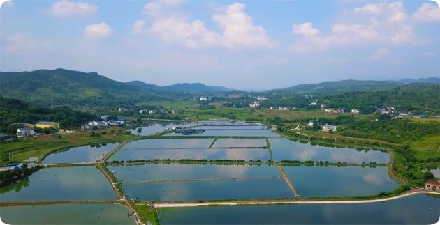 魚苗批發(fā)基地電話號碼|全國主要魚苗批發(fā)基地匯編