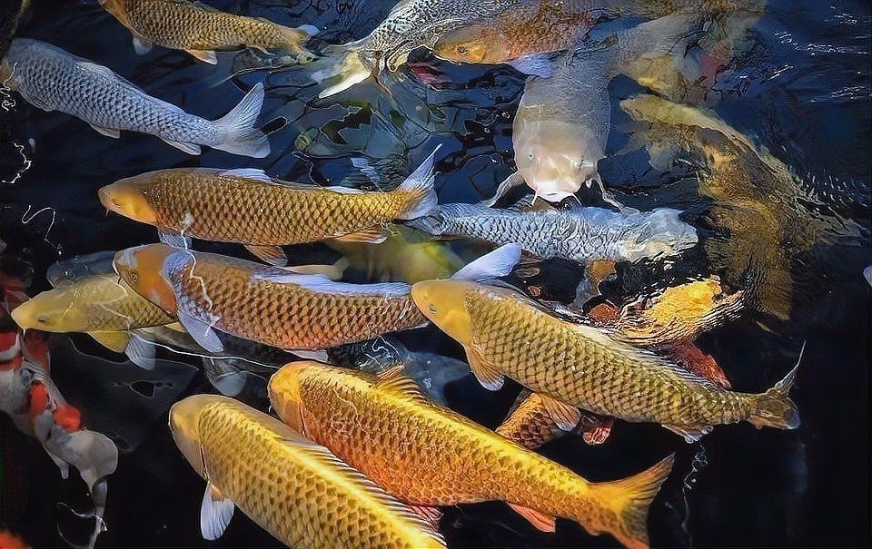錦鯉充血期間可以喂食嗎？|養(yǎng)魚(yú)大全,錦鯉充血應(yīng)對(duì)攻略