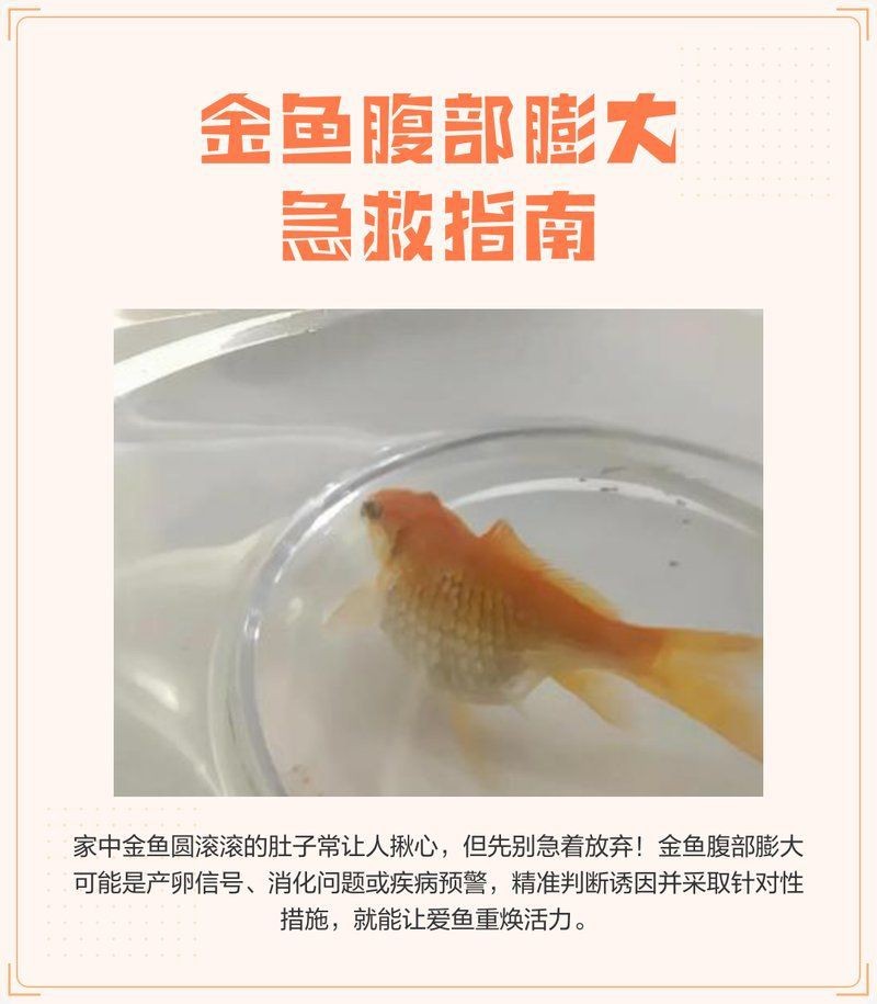 金魚肚子很大要爆炸了怎么辦|金魚腹部異常膨大怎么辦