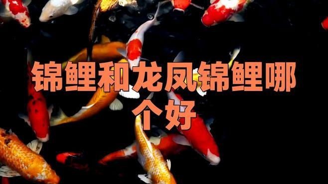 錦鯉和龍鳳錦鯉哪個(gè)好|錦鯉與龍鳳錦鯉的區(qū)別