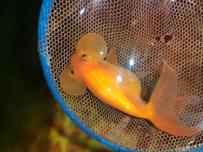 金魚白斑初期癥狀圖片|智能模式回答完成調用工具：百度健康 金魚白斑初期癥狀圖片|智能模式回答完成調用工具：百度健康 龍魚論壇 第11張