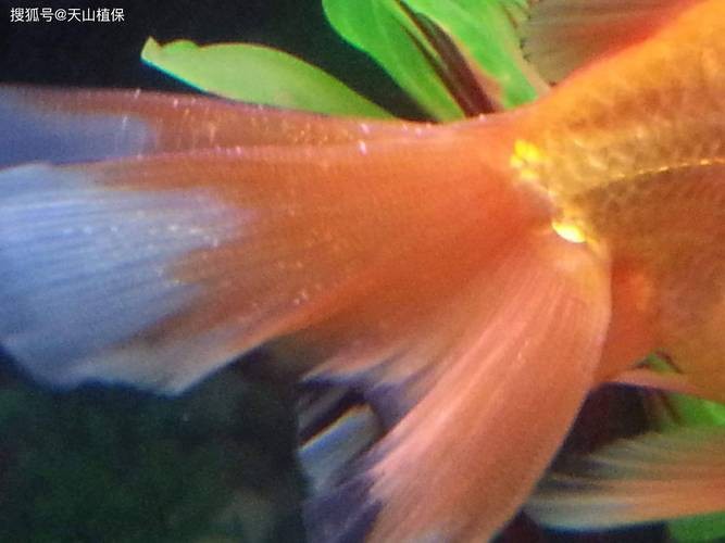 金魚白斑初期癥狀圖片|智能模式回答完成調用工具：百度健康 金魚白斑初期癥狀圖片|智能模式回答完成調用工具：百度健康 龍魚論壇 第7張