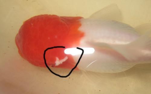 金魚白斑初期癥狀圖片|智能模式回答完成調用工具：百度健康 金魚白斑初期癥狀圖片|智能模式回答完成調用工具：百度健康 龍魚論壇 第16張