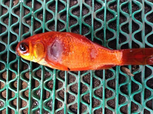 金魚白斑初期癥狀圖片|智能模式回答完成調用工具：百度健康 金魚白斑初期癥狀圖片|智能模式回答完成調用工具：百度健康 龍魚論壇 第14張