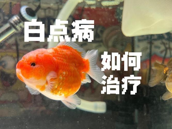 金魚白斑初期癥狀圖片|智能模式回答完成調用工具：百度健康 金魚白斑初期癥狀圖片|智能模式回答完成調用工具：百度健康 龍魚論壇 第13張