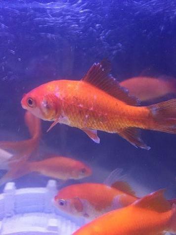 金魚白斑初期癥狀圖片|智能模式回答完成調用工具：百度健康 金魚白斑初期癥狀圖片|智能模式回答完成調用工具：百度健康 龍魚論壇 第20張