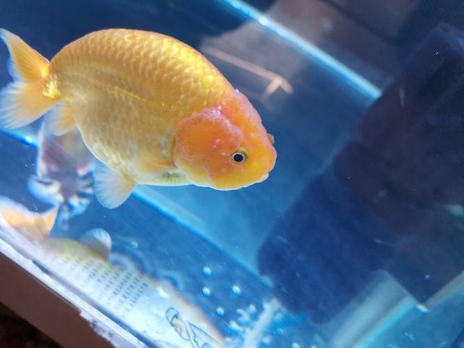 金魚白斑初期癥狀圖片|智能模式回答完成調用工具：百度健康 金魚白斑初期癥狀圖片|智能模式回答完成調用工具：百度健康 龍魚論壇 第19張