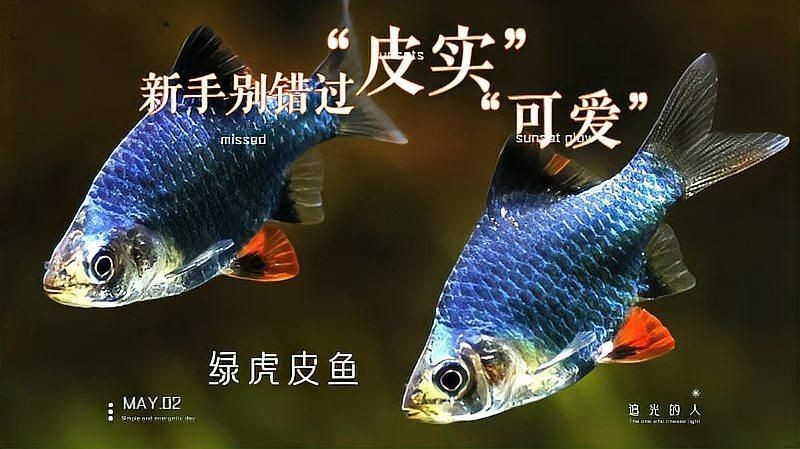 綠虎皮魚好養嗎