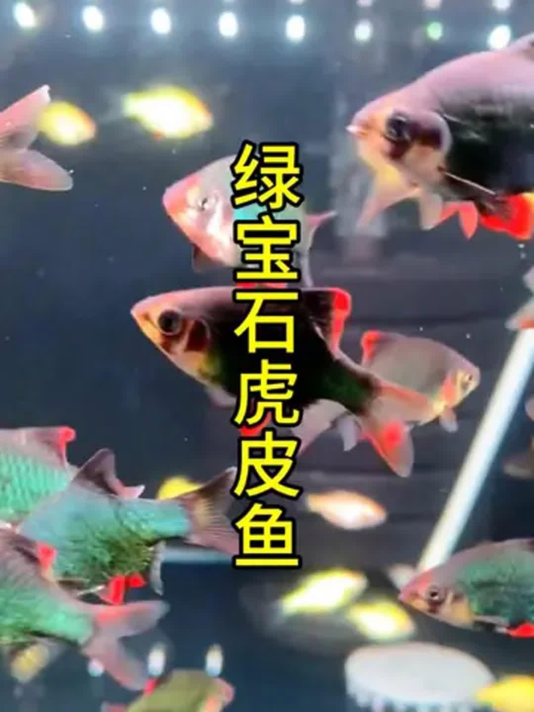 綠虎皮魚好養嗎