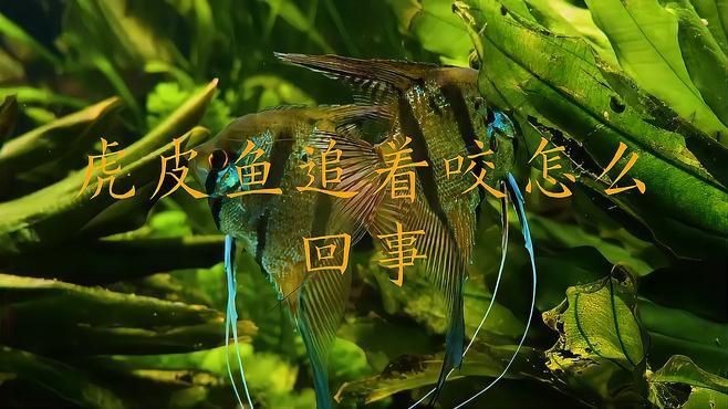 綠虎皮魚好養嗎