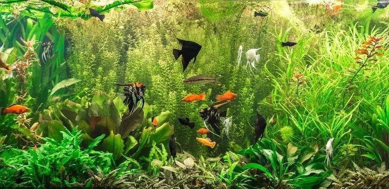 十大最好的小型熱帶魚|小型熱帶魚——小型熱帶魚飼養的十種品種 十大最好的小型熱帶魚|小型熱帶魚——小型熱帶魚飼養的十種品種 龍魚論壇 第1張