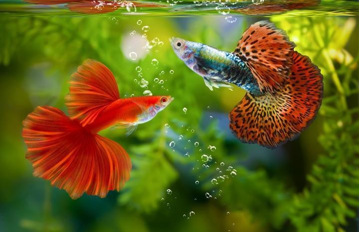 十大最好的小型熱帶魚|小型熱帶魚——小型熱帶魚飼養的十種品種 十大最好的小型熱帶魚|小型熱帶魚——小型熱帶魚飼養的十種品種 龍魚論壇 第4張