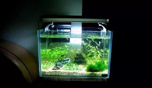 十大最好的小型熱帶魚|小型熱帶魚——小型熱帶魚飼養的十種品種 十大最好的小型熱帶魚|小型熱帶魚——小型熱帶魚飼養的十種品種 龍魚論壇 第3張