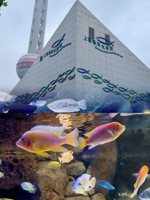 長海水族店|長興雉城魚樂無限水族店有哪些特色產品注銷原因是什么 長海水族店|長興雉城魚樂無限水族店有哪些特色產品注銷原因是什么 全國水族館企業名錄 第3張