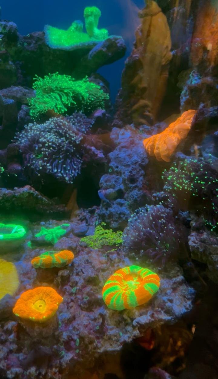 長海水族店|長興雉城魚樂無限水族店有哪些特色產品注銷原因是什么 長海水族店|長興雉城魚樂無限水族店有哪些特色產品注銷原因是什么 全國水族館企業名錄 第2張