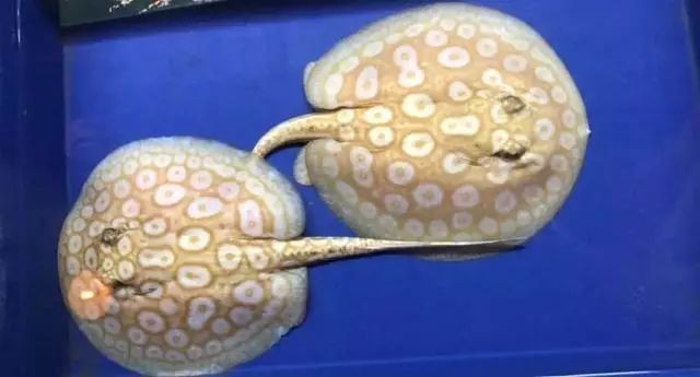 魟魚(yú)和BD魟魚(yú)哪個(gè)更貴|魟魚(yú)價(jià)格遠(yuǎn)超普通魟魚(yú)