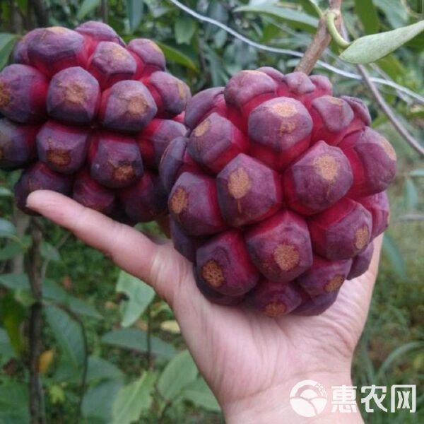 虎苗5價格一覽表|虎苗（黑老虎苗）價格
