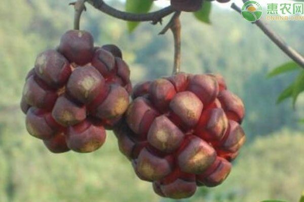 虎苗5價格一覽表|虎苗（黑老虎苗）價格
