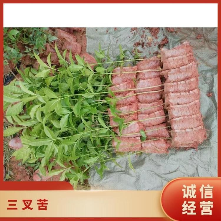 虎苗5價格一覽表|虎苗（黑老虎苗）價格
