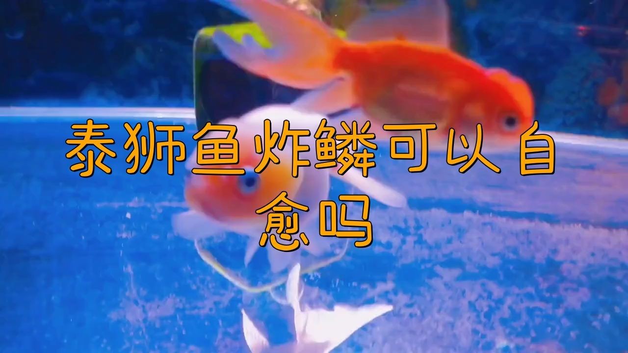 金魚炸鱗自愈需要多長時間？|智能模式回答完成調用工具：百度健康金魚炸鱗的自愈時間取決于病情嚴重程度和護理條件