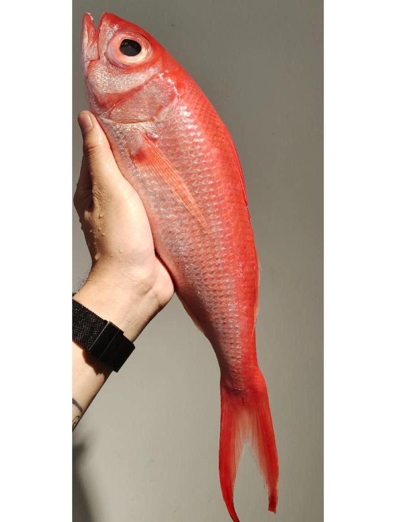 紅尾海魚有哪些|紅尾海魚的經濟價值如何