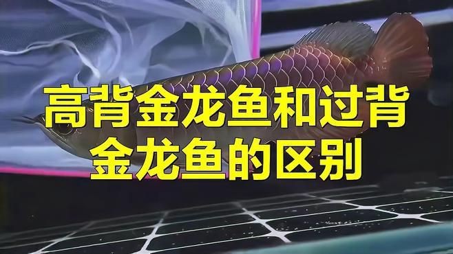 龍魚怎么區分高背過背|joyce好物志