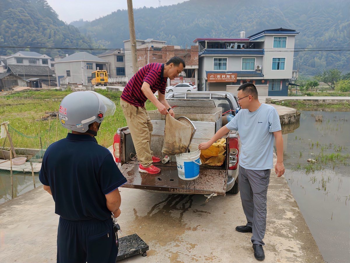 黎平龍魚店|貴州黎平上黃村：稻漁共舞繪新篇