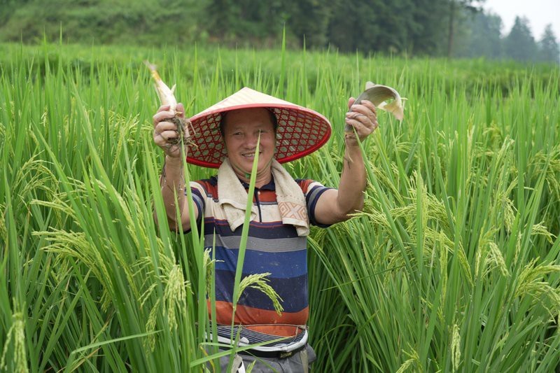 黎平龍魚店|貴州黎平上黃村：稻漁共舞繪新篇