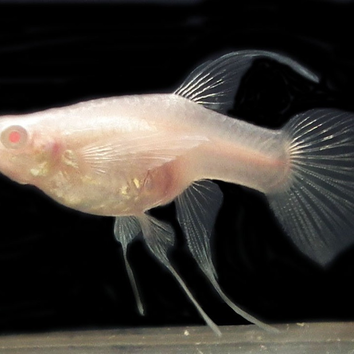 魚生小魚是從嘴巴里吐出來嗎|\