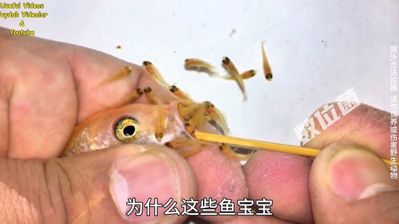 魚生小魚是從嘴巴里吐出來嗎|\