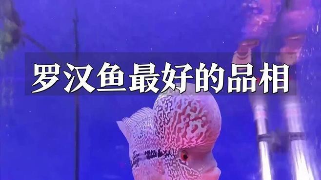 如何分辨好的古典羅漢魚|古典羅漢魚哪個品種最漂亮