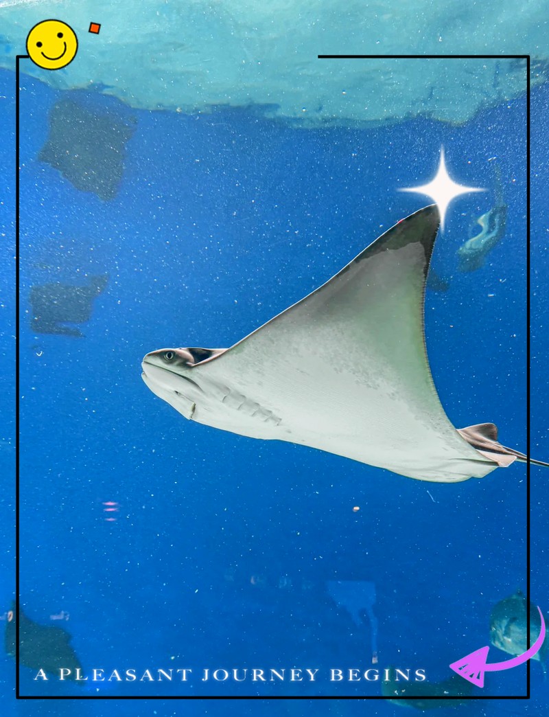 鳳山水族店|鳳山水族店口碑如何鳳山水族店口碑如何鳳山水族店