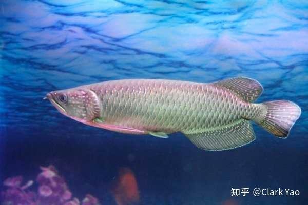 金龍和紅龍哪個更適合新手養殖？|新手入坑選金龍還是紅龍 金龍和紅龍哪個更適合新手養殖？|新手入坑選金龍還是紅龍 龍魚論壇 第5張