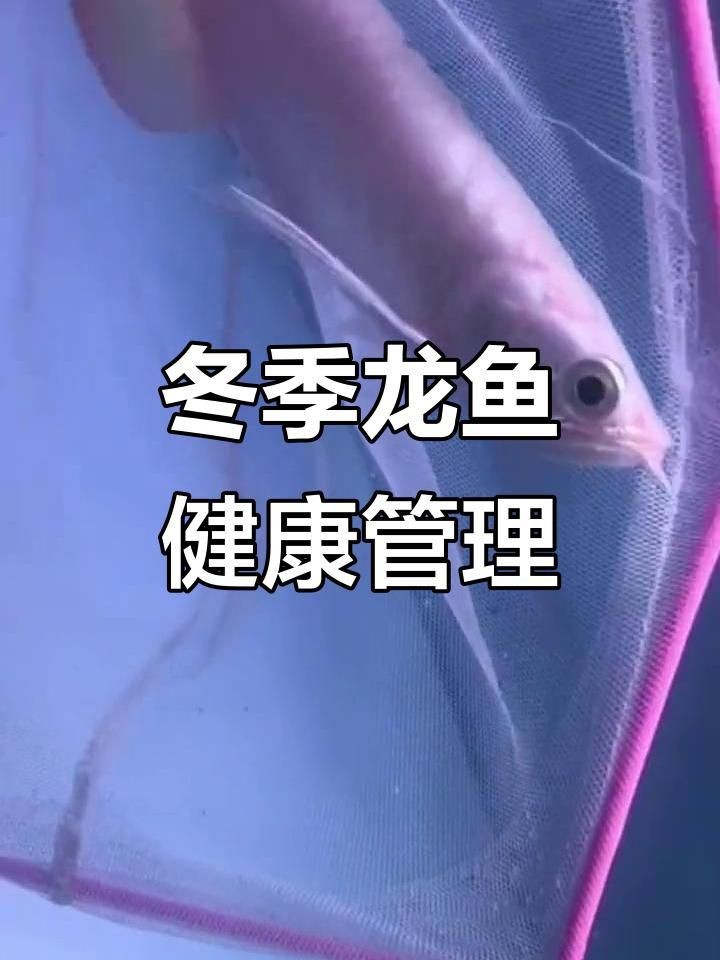 如何判斷龍魚是否患病？|判斷龍魚是否患病需綜合觀察其體表、行為及生理狀態