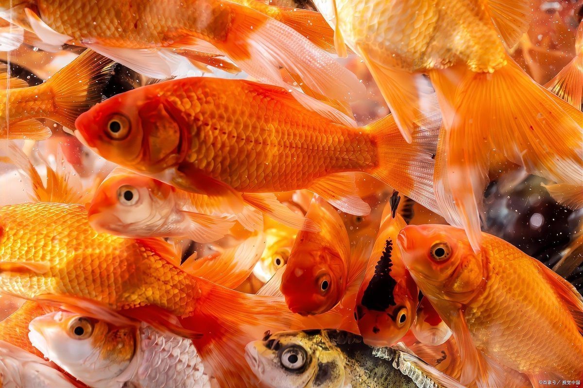 1米2裸缸十大首選魚|1米2裸缸十大首選冷水魚千河水族裸缸十大首選魚種推薦 1米2裸缸十大首選魚|1米2裸缸十大首選冷水魚千河水族裸缸十大首選魚種推薦 龍魚論壇 第2張