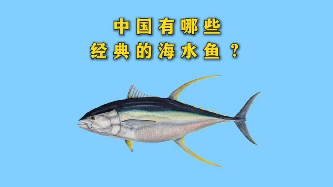 高端魚(yú)品牌推薦|09:10中國(guó)有哪些經(jīng)典的海水魚(yú)嗶哩嗶哩嗶哩嗶哩嗶哩